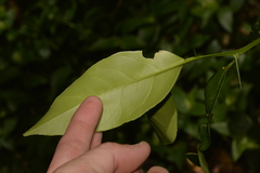 Citrus