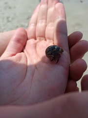 Coenobita compressus
