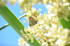 Theclinesthes onycha