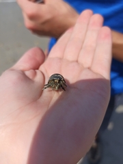 Coenobita compressus