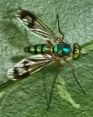 Chrysosomatini