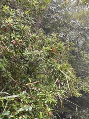 Photinia niitakayamensis