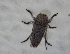 Niphona appendiculata