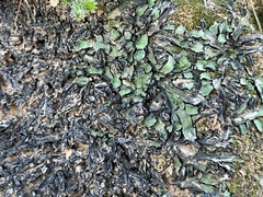 Targionia hypophylla