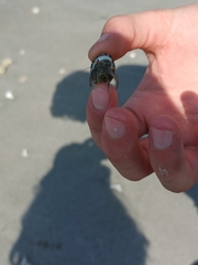 Coenobita compressus