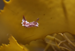 Polycera parvula