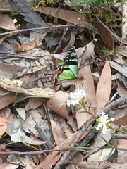 Graphium macleayanus