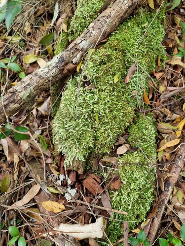 Leucobryum aduncum observed 2022-11-05