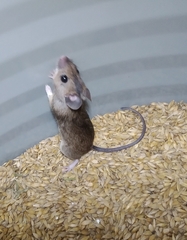 Apodemus flavicollis