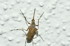 Aedes vittiger