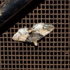 Pyralis pictalis