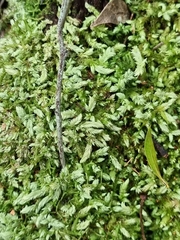 Leucobryum aduncum
