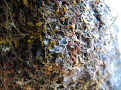 Erioderma pedicellatum image