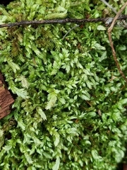 Leucobryum aduncum