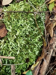 Leucobryum aduncum