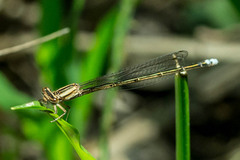 Pseudagrion