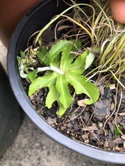 Gamochaeta americana