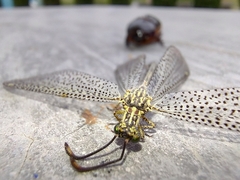 Brachynemurus versutus