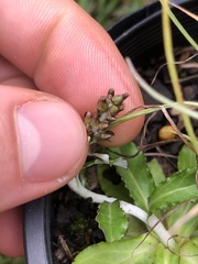 Gamochaeta americana