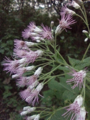 Peteravenia malvifolia