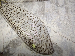 Brachynemurus versutus
