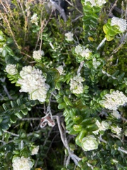 Pimelea nivea