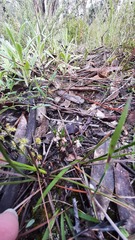 Laxmannia orientalis