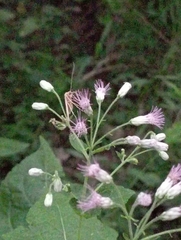 Peteravenia malvifolia