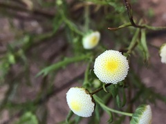 Cotula bipinnata