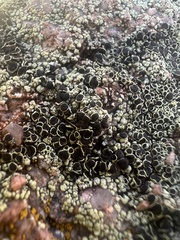 Lecanora argopholis
