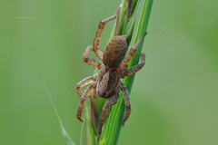 Trochosa