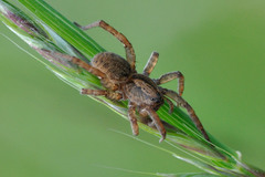 Trochosa