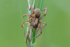 Trochosa