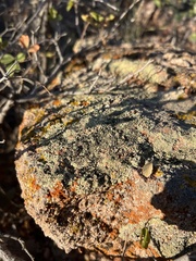 Lecanora argopholis