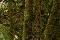Symposiachrus trivirgatus