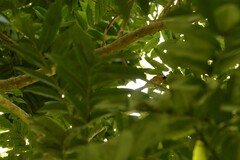 Symposiachrus trivirgatus