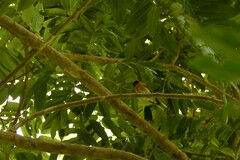 Symposiachrus trivirgatus