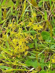 Drosera
