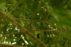 Symposiachrus trivirgatus