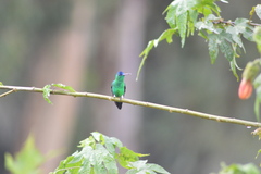 Saucerottia cyanifrons