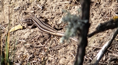 Liolaemus gracilis
