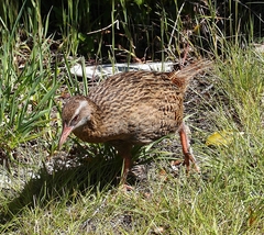 Gallirallus australis hectori