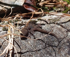 Woodworthia southern alps