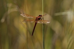Libellula needhami