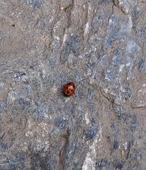 Coccinella undecimpunctata