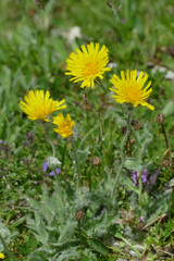 Hieracium pilosum