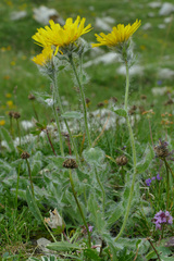 Hieracium pilosum