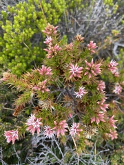 Sprengelia incarnata