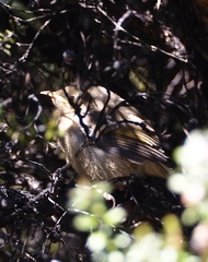 Anthornis melanura