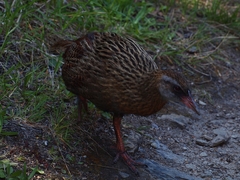 Gallirallus australis hectori